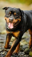 Rottweiler Wallpaper screenshot 3