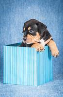 Rottweiler Tile Puzzle poster