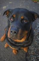 Rottweiler Tile Puzzle تصوير الشاشة 1