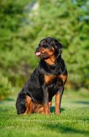 Rottweiler Tile Puzzle syot layar 2