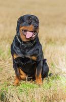 Rottweiler Tile Puzzle syot layar 3