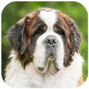 Saint Bernard Wallpaper APK