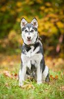 Siberian Husky Tile Puzzle imagem de tela 1