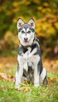 Siberian Husky Wallpaper Affiche