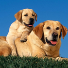 Labrador Retriever Puzzle icon