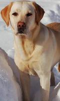 Labrador Retriever Puzzle screenshot 2