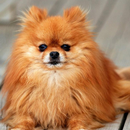 Pomeranian Jigsaw Puzzle APK