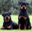 Rottweilers Jigsaw Puzzle