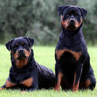 Rottweilers Jigsaw Puzzle icon