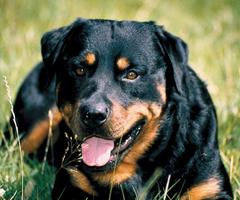 Rottweilers Jigsaw Puzzle screenshot 3