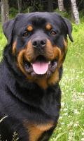 Rottweiler Jigsaw Puzzle Affiche