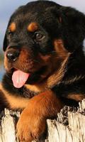 Rottweiler Jigsaw Puzzle imagem de tela 1