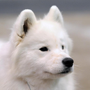 Samoyed Jigsaw Puzzle APK