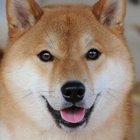 ShibaInu Jigsaw Puzzle آئیکن