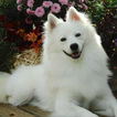 Toy American Eskimo Dog Puzzle