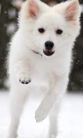 Toy American Eskimo Dog Game screenshot 2