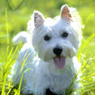West Highland Terrier Puzzle