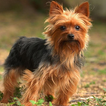 Yorkshire Terriers Jigsaw Game