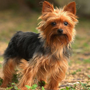 Yorkshire Terriers Jigsaw Game APK