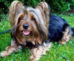 Yorkshire Terriers Jigsaw Game 스크린샷 3