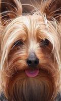 Yorkshire Terriers Jigsaw Game-poster