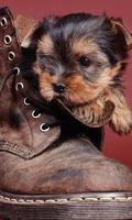 Yorkshire Terrier Jigsaw Puzzl imagem de tela 1