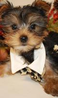 Yorkshire Terriers Jigsaw Game 스크린샷 2