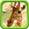 Wild Animal Games & Sounds APK