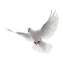 Novena to the Holy Spirit APK
