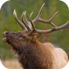 Elk Sounds ไอคอน
