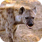 Hyena Sounds иконка