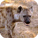 Hyena Sounds APK