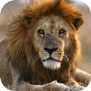 Lion Sounds APK