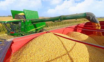 Wheat harvester enigma Cartaz