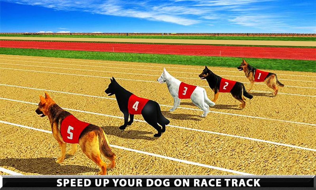Год собаки игры. Игра собачьи гонки. Немецкая гоночная собака. Игра щенки гонки. • Гонки собачьих на картах.