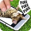 Pat the cat APK