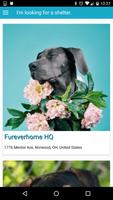 Fureverhome-poster