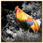 Icona Color Effects Photo Editor