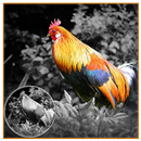 Color Effects Photo Editor APK