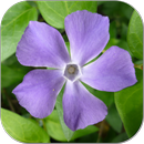 You Can draw Flowers APK