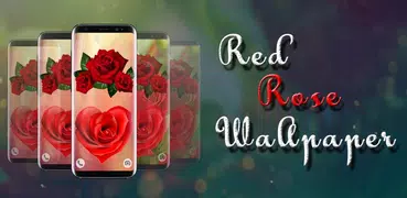 Rose wallpapers hd - Beautiful Red roses pictures