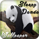 Sleepy panda fonds d'écran APK
