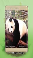 Uykulu panda duvar kağıtları โปสเตอร์