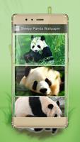 Uykulu panda duvar kağıtları ภาพหน้าจอ 1