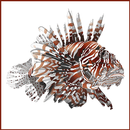 Report Florida Lionfish APK