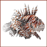 Report Florida Lionfish