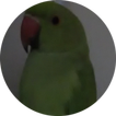 BirdsPhotoVideoAlbum