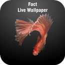 Fact Live Wallpaper APK