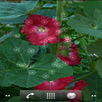 Dandelion APK