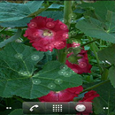 Dandelion APK